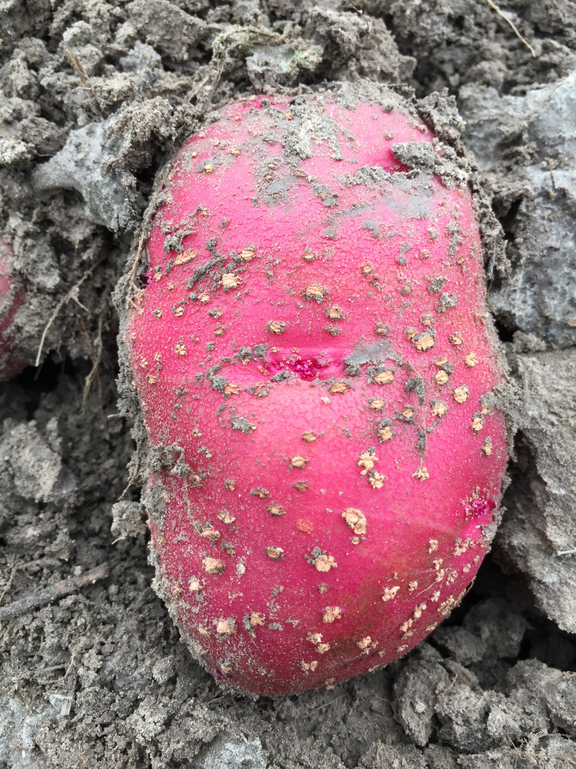 Spotting the Problem Managing lenticel spot on potato tubers Potato